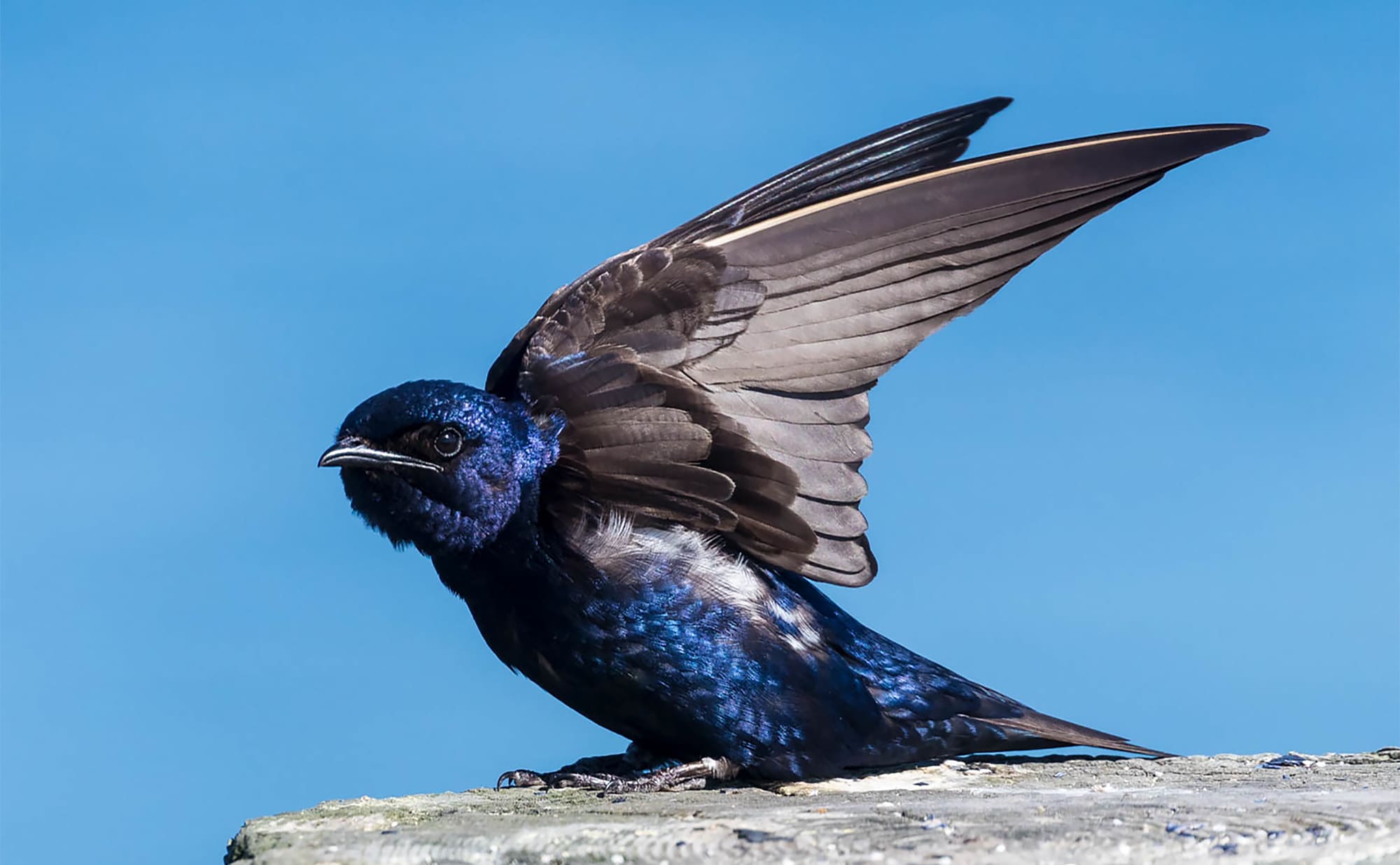 Swallows and Martins - Podcast Episode